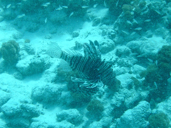 066_Sansibar_218_10102007
