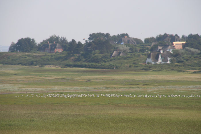 Sylt_2007 109 07162007
