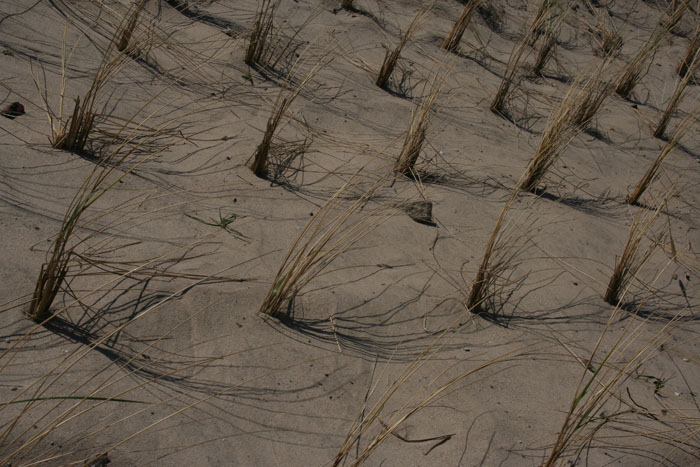 Sylt_2007 261 07172007