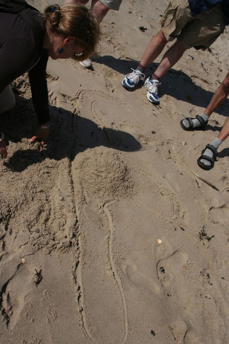 Sylt_2007 265 07172007