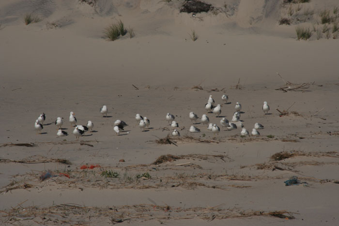 Sylt_2007 336 07172007