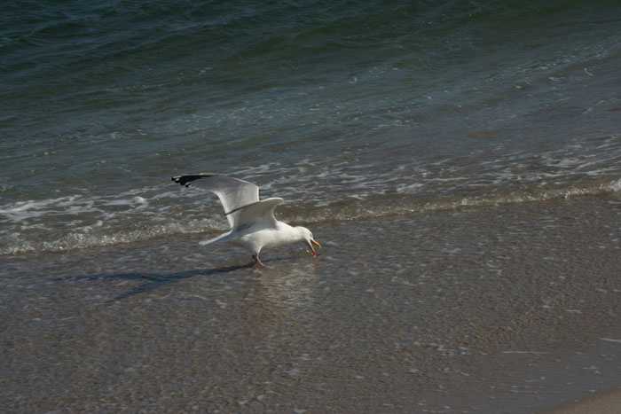Sylt_2007 344 07172007
