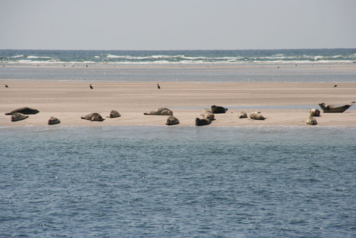 Sylt_2007 433 07192007