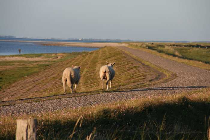 Sylt_2007 462 07192007