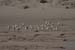 Sylt_2007 336 07172007