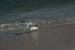 Sylt_2007 344 07172007