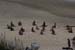 Sylt_2007 390 07182007