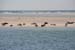 Sylt_2007 433 07192007