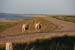 Sylt_2007 462 07192007