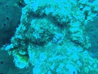 Marineparkmovie
