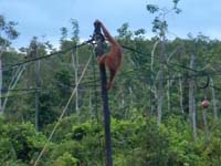OrangUtansmovie
